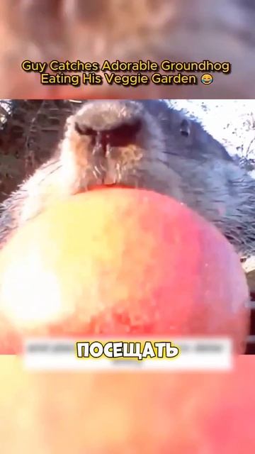 Самый милый воришка #животные #история #истории #новости смотреть онлайн