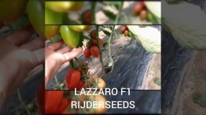 LAZZARO F1:Сливовидный гибрид с устойчивостью к мучнистой росе.