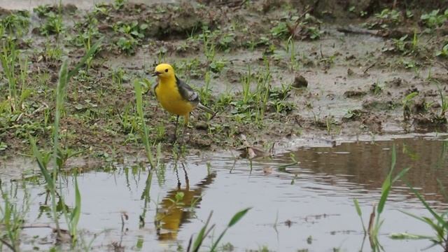 1090420大園溼地黃頭鶺鴒 (Motacilla citreola)覓食記錄