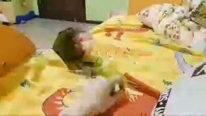 Кубинский Амазон Аркаша