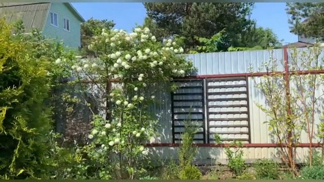 Избавляемся от хламаПотери в садуАзалияРододендроныКлён ГинналаБорьба с тлейХосты и др.