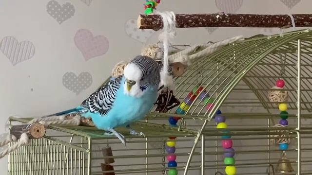 Тоша говорит. Волнистый попугай разговаривает. Волнистики Тоша и Ева. смотреть онлайн