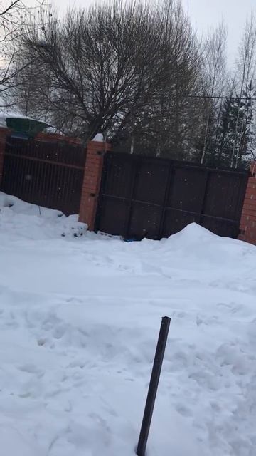 Собака ягдтерьер рвет как грелку смотреть онлайн