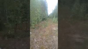 Петля на глухаря