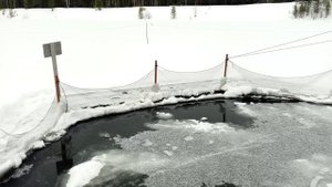 зимовка форели в садках, вмерзание садков в лёд и борьба с этим явлением 2025.02.23