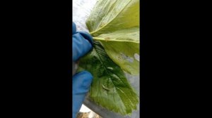 Зелёные гусеницы на клубнике