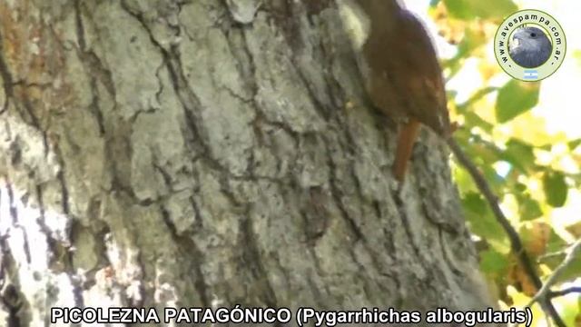 Picolezna Patagonico Pygarrhichas albogularis2 смотреть онлайн