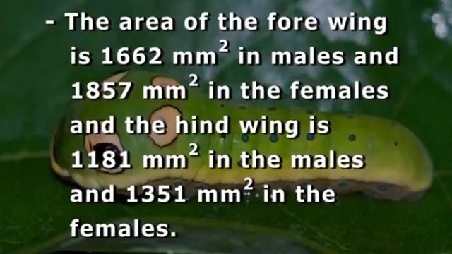 Life cycle,morphology and Rearing of Muga silkworms смотреть онлайн