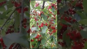 🔥Немыслимый урожай дали деревья после БАРМАТУХИ🔥Марафон Плодородия № 22/24