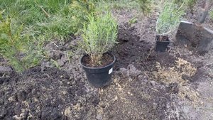 Пересадка лаванди. Як правильно пересадити лаванду із контейнера в ґрунт.