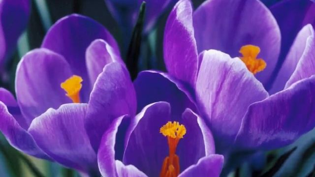 🌷Первые весенние цветы🌷 и восхитительно красивая музыка🌷🎼🎶 смотреть онлайн