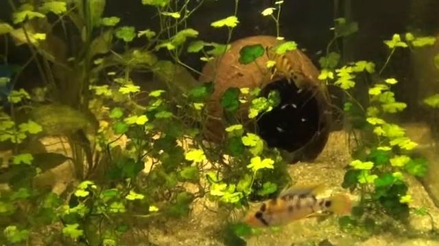 Apistogramma baenshi 6.wmv