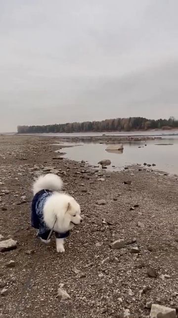 САМОЕД СЛАВЫ МЕРЛОУ