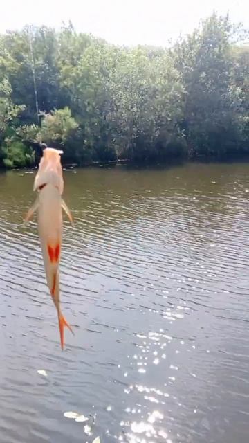 Краснопёрка 