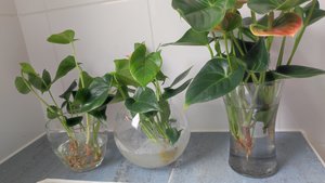 Нужно ли делить Антуриум после покупки?