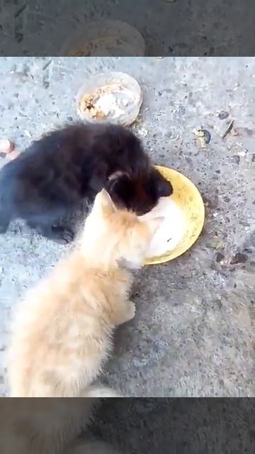 Котят выкинули из дома , город Саянск , Иркутская область смотреть онлайн