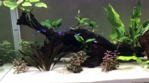 My 2nd Aquascape Boyu XF 80 White