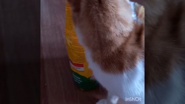 Мурчик ищет вкусняшки!!!!🐈😺 смотреть онлайн