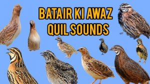 бедана Batair ki awaz Quail sounds بٹیروں کی آواز رات کے لئے