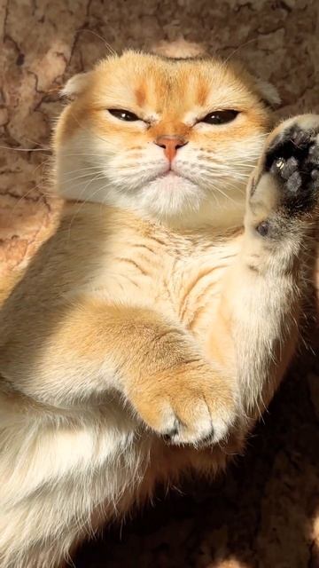 Золотая шиншилла #scottishfold #шотландскиевислоухиекотики #шотландскийкот #cat #золотаяшиншилла