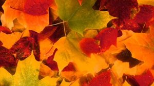Autumn Leaves (instrumental)