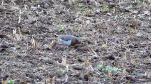 Red throated Thrush at Mandal, Uttarakhand