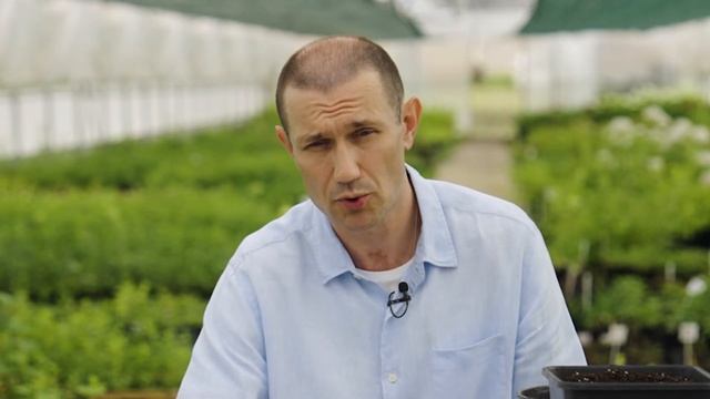 Земляника ФРИГО. Все, что надо знать о ней ! #земляника #фриго #клубника #садыроссии #рассада смотреть онлайн