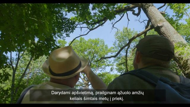 Medžių senolių polajo šviesinimas смотреть онлайн