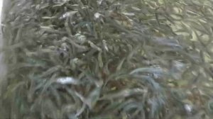 Малек Сига!