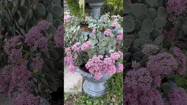 Sedum Sieboldii 😍