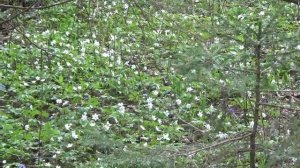 лесные цветы