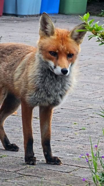Stanly's Tiny Nose Wiggle ❤️🦊 смотреть онлайн
