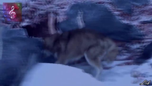 Самые преданные