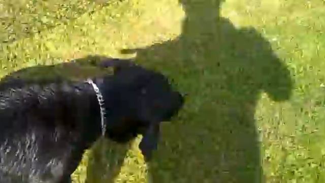 Labrador Retriever ныряет и достают камни.