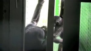 Baby Teco Plays With Nyota