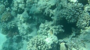 Hurghada подводный мир