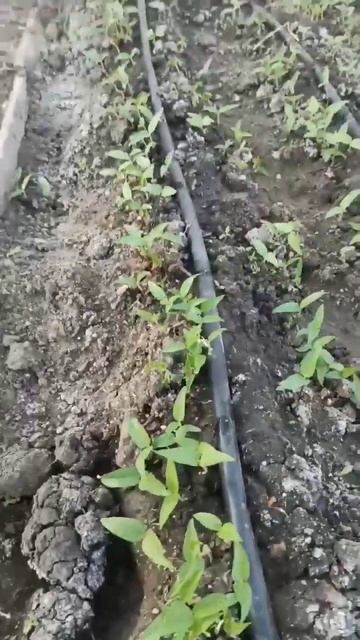 Бобы -Маш, как осенний седерат. #маш #седераты смотреть онлайн