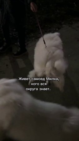 СТИХ ПРО САМОЕДА МИЛКА