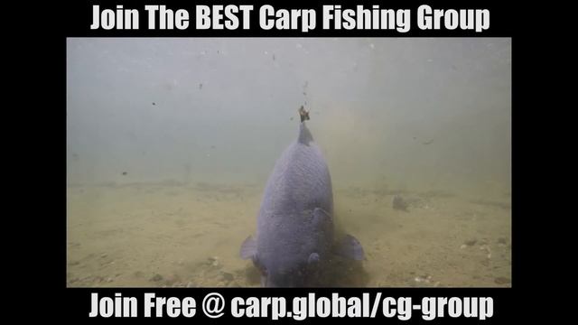 Carp Global Carp Fishing Group - Join Today & Win Carp Fishing Tackle Prizes