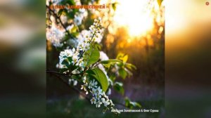 ЧЕРЁМУХА ДУШИСТАЯ