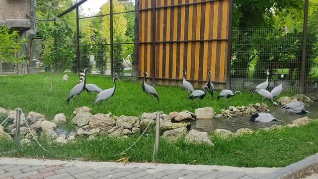 Журавли решили искупаться 🛁🥰 смотреть онлайн