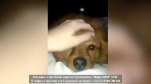 Лучшие мемы с КОТАМИ 2020!!!