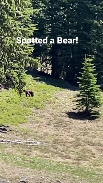 Bear 🐻 at crater lake National park смотреть онлайн