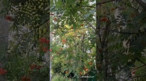 В САДУ ГОРИТ КОСТЁР РЯБИНЫ КРАСНОЙ.