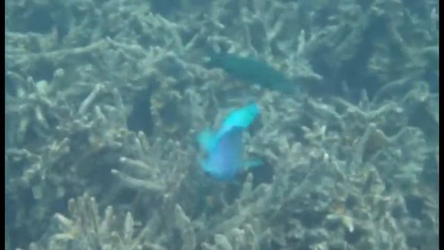 Phuket - Underwater World смотреть онлайн