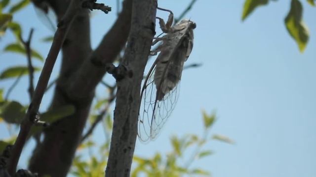 Cicada Цикада Zikade cigale cicala cigala chicharra Гнусный Мух :D смотреть онлайн