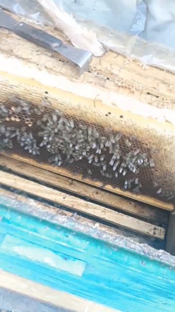 Подготовка карники из Германии в зиму. #shorts #пчеловодство #беларусь смотреть онлайн