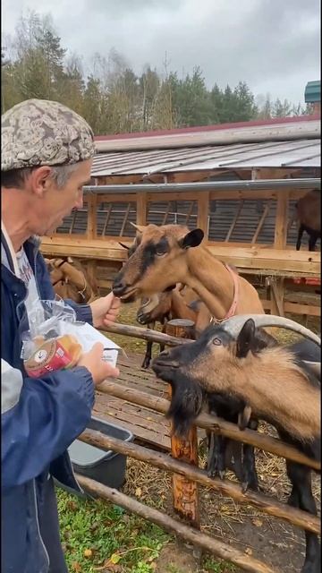 Не любите так Буяна он жадный!   vlog деревня nature village козы shortvideo shorts short