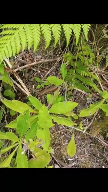 Skink - part 5 shorts wildanimal