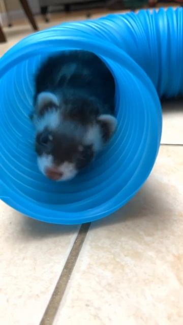 #ferret #animal #ferretlover #taylorswift смотреть онлайн